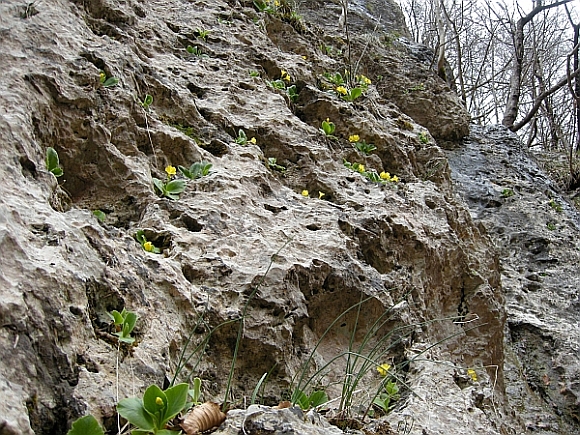 Primula auricula / Primula orecchia d''orso